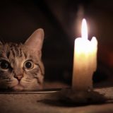 кіт свічка