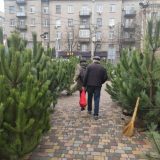 живі ялинки прожаж