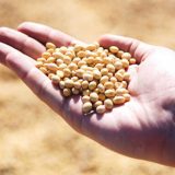 результати у вирощуванні сільськогосподарських культур