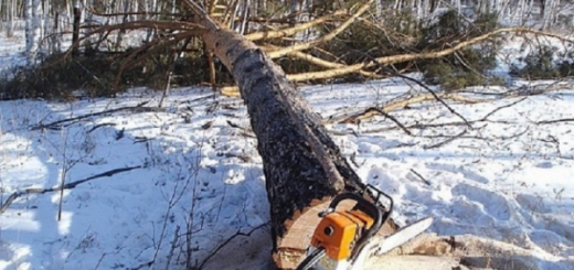 Дерево впало на чоловіка