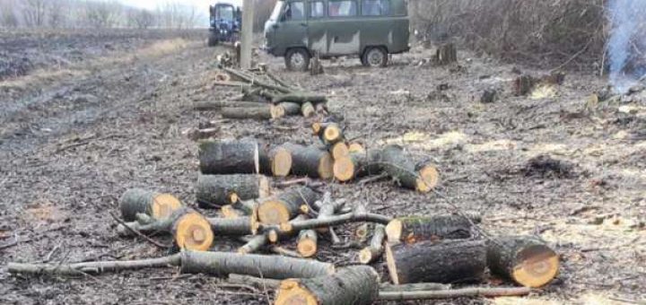 Вирубка та порізка дерев вздовж лісосмуги