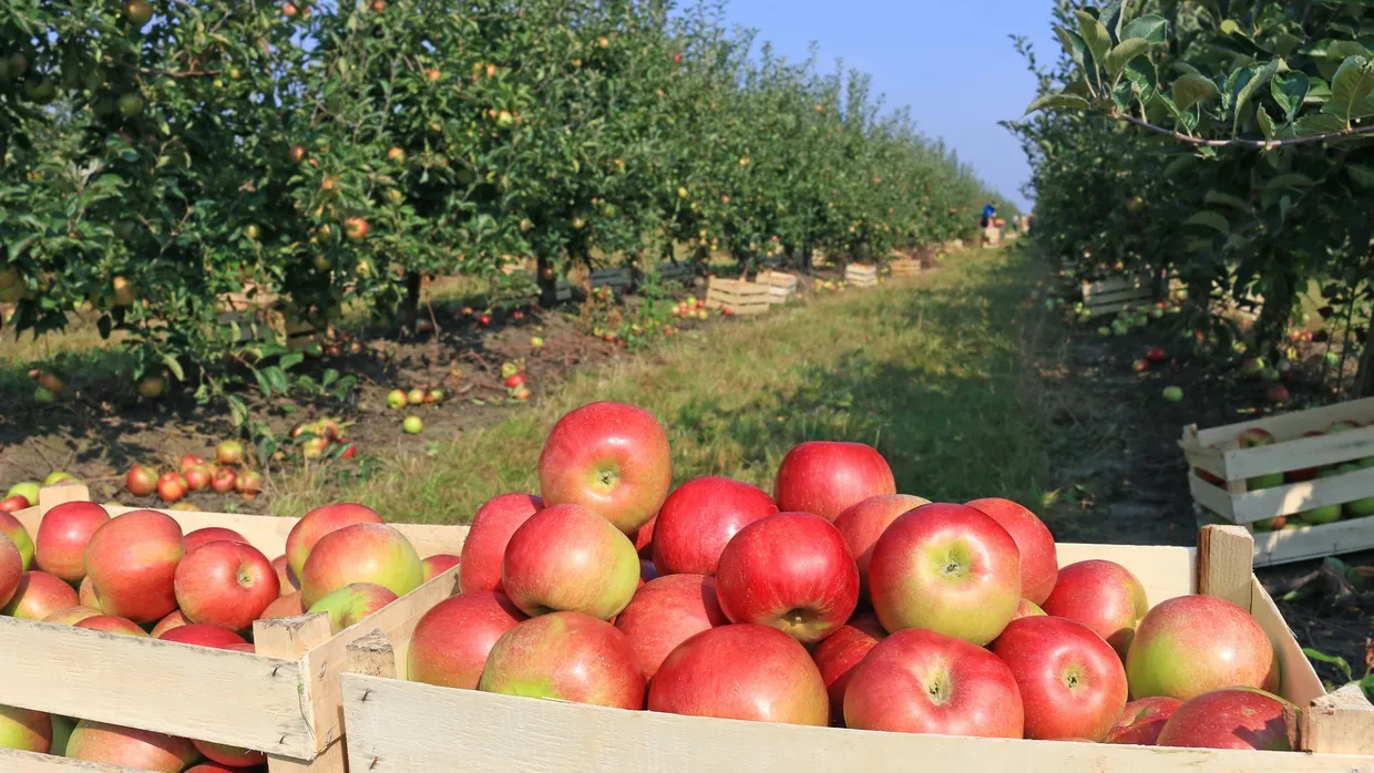 OKKO Group купує части ГАДЗ яблука