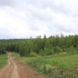 ліси України порятунок