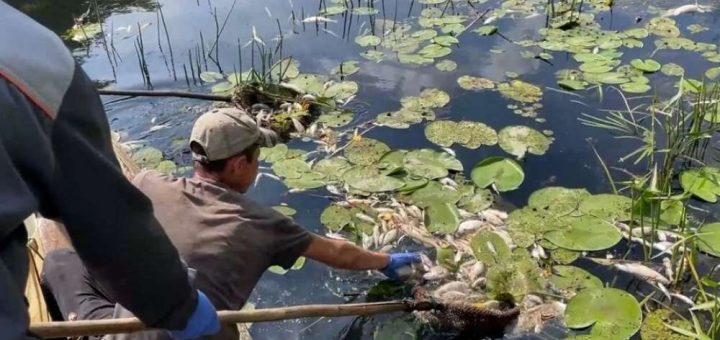 забруднення ріка Сайм на КИїв