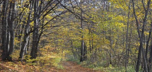 самозаліснення