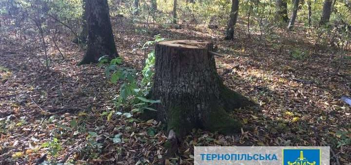 вирубка лісу
