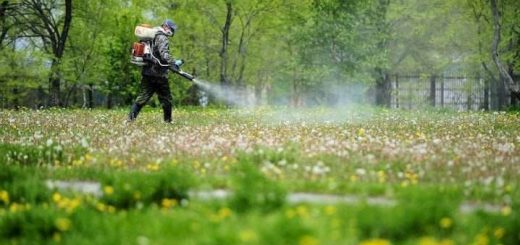 парки оброблятимуть Тернопіль кліщі