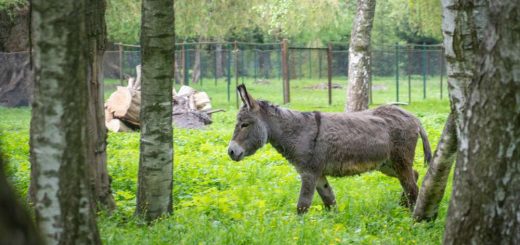 У тернопільському парку «Сопільче» знову запрацював зоокуток