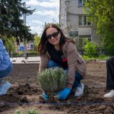 висадили лавандову клумбу