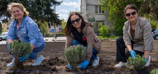 висадили лавандову клумбу