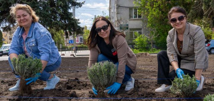 висадили лавандову клумбу