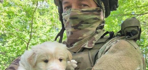 малюки собаки пес Полкан 105 бригада