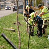 Підтримай ЗСУ – посади іменне дерево
