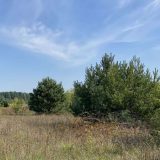 самозаліснення