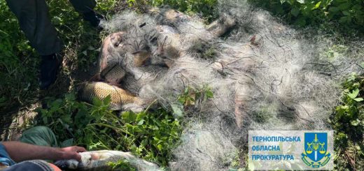 вилов риби