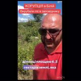 вирубка лісу в Білій