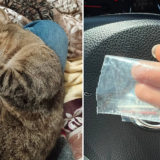 стріляли у кота