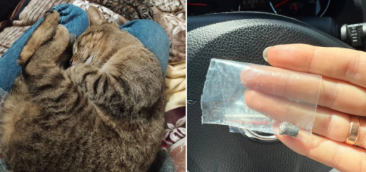стріляли у кота