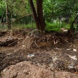 пошкоджені дерева центр тернопіль Файне місто