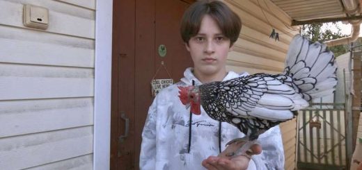 Василь Довгаль