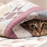 подача тепла опалення коти