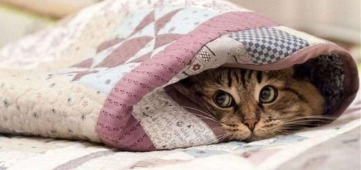 подача тепла опалення коти