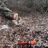 незаконна вирубка ліси