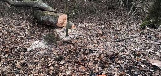 незаконна вирубка ліси