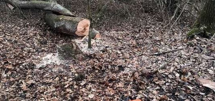 незаконна вирубка ліси