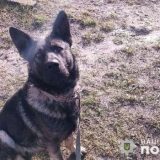 пес погриз обличчя