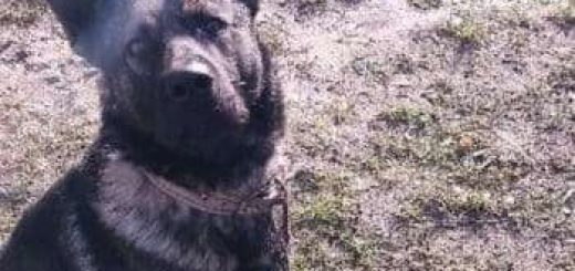 пес погриз обличчя