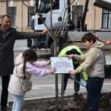 висадили катальпи бігнонієвидні та клени