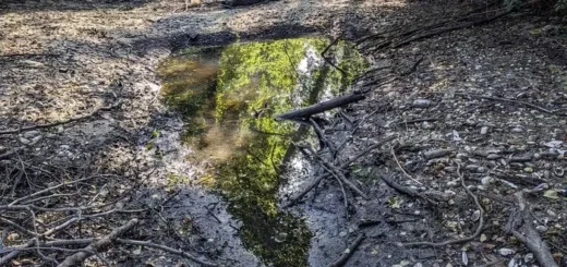 У громаді на Тернопільщині висохли 13 ставків і обміліли дві річки