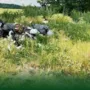 На Тернопільщині виявили забруднення земель спричиниль шкоди на мільйон гривень