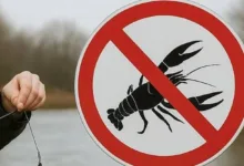 діятиме тимчасова заборона на вилов раків