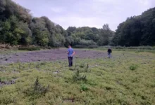 На Кременеччині повністю висох ставок