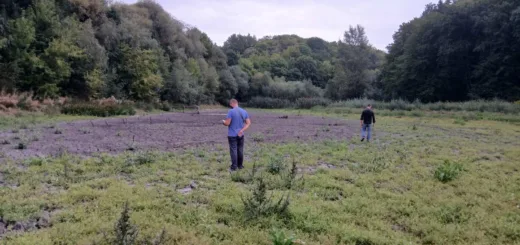 На Кременеччині повністю висох ставок