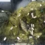 У річці Серет на Тернопільщині знайшли браконьєрські сітки, довжиною пів кілометра