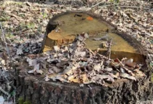 На Тернопільщині з працівників держпідприємства стягнуть 1,9 мільйона гривень за вирубку дерев