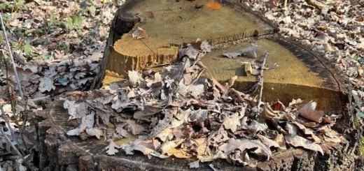 На Тернопільщині з працівників держпідприємства стягнуть 1,9 мільйона гривень за вирубку дерев