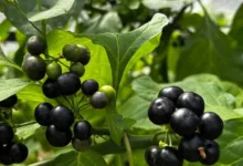 У Кременецькому ботанічному саду вирощують екзотичні овочеві культури сараху та отриколі