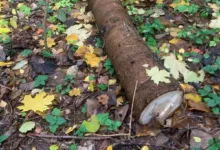 У Збаражі для весільної брами зрізали ялинки, посаджені біля старовинної церкви
